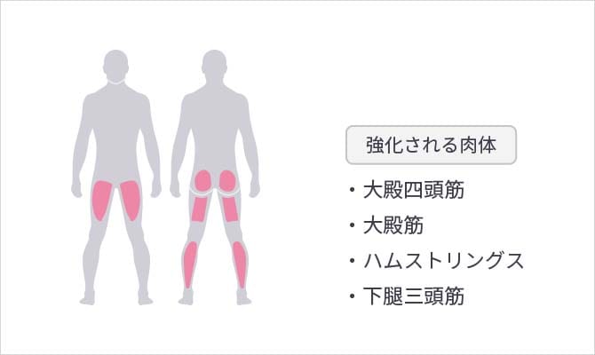 【強化される肉体】大殿四頭筋/大殿筋/ハムストリングス/下腿三頭筋