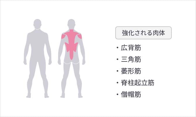 【強化される肉体】広背筋/三角筋/菱形筋/脊柱起立筋/僧帽筋