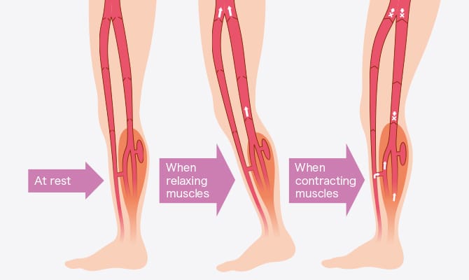 The legs are the second heart.