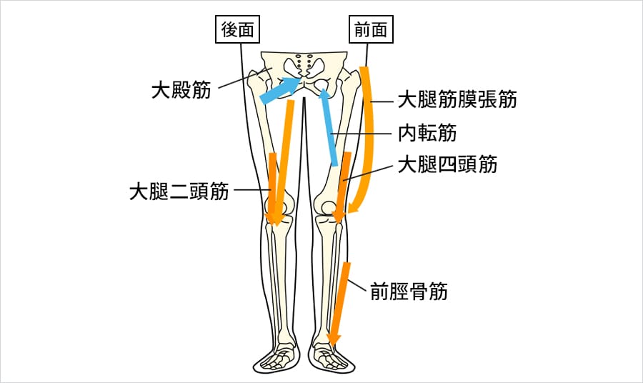 変形性膝関節症のO脚と筋肉の関係